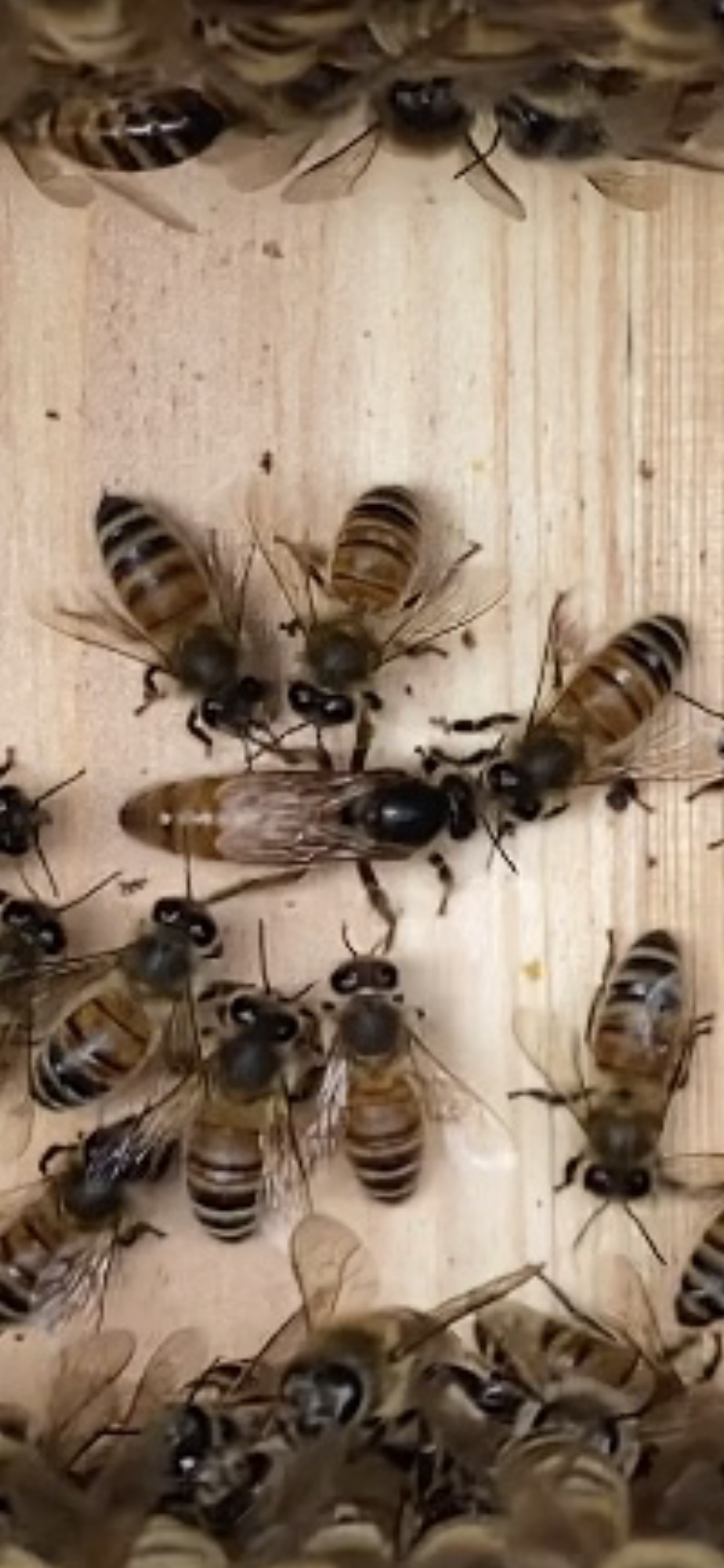 Richard – Meridian Beekeepers’ Association