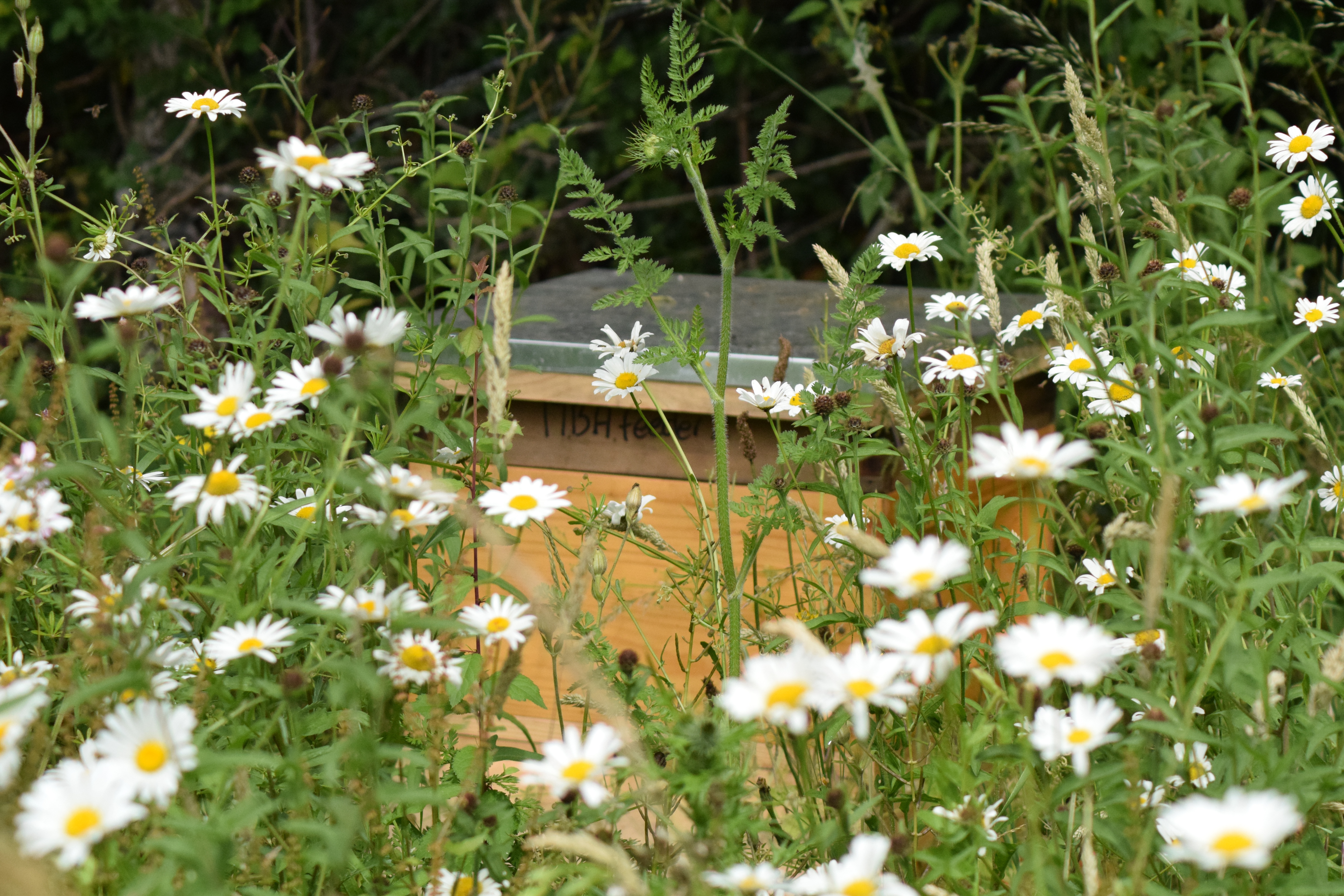 Swanmore apiary report – August 2021 – Meridian Beekeepers’ Association