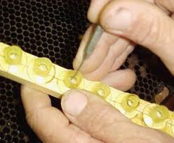 Queen rearing, a simple method – Meridian Beekeepers’ Association