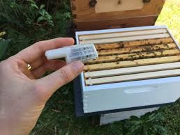 Queen rearing, a simple method – Meridian Beekeepers’ Association